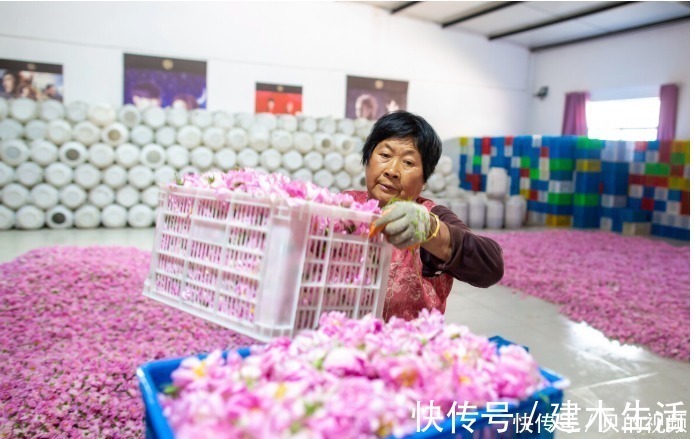 禁忌|玫瑰花泡茶有什么禁忌？喝玫瑰花茶有什么好处和功效？中医告诉你