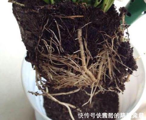 养花土,用一个塑料袋,轻松杀虫灭菌,花盆里一个虫子都没有