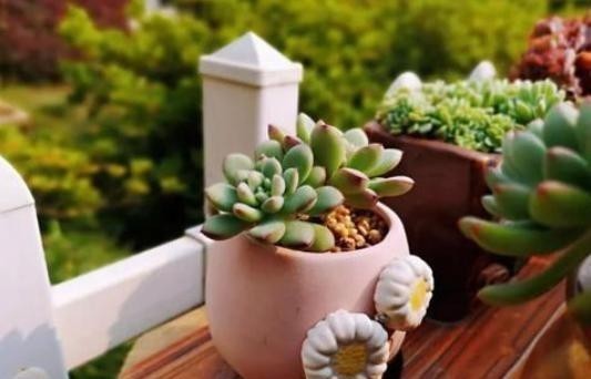多肉植物|温度低多肉不生长?给它做4步,反而养出“美肉肉”,直接出状态