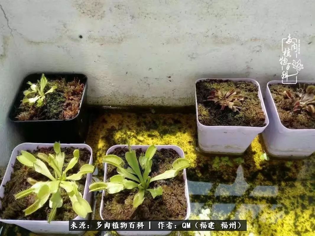 寒山转苍翠,秋水日潺湲——多肉未央,睹物思人!