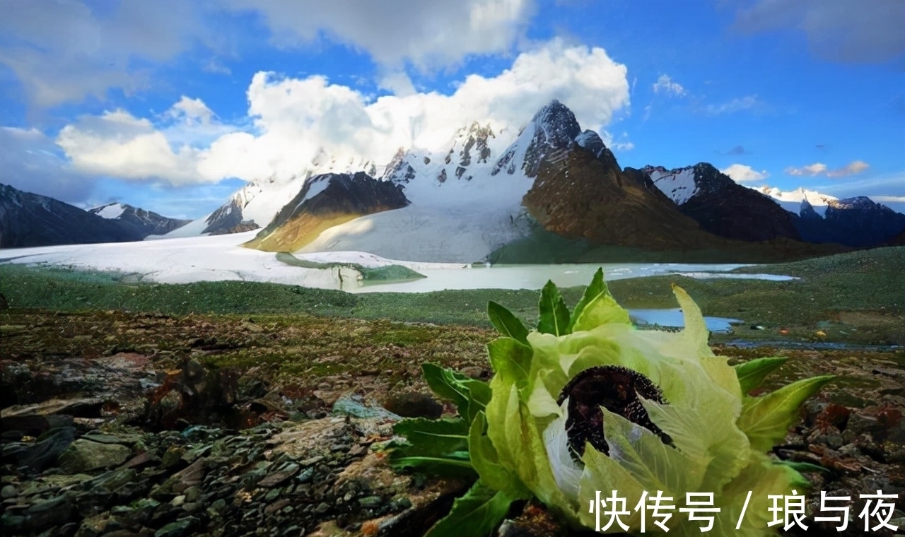 花卉|这“8种”花，最能耐寒，哪怕天气再“寒冷”，也能开花旺盛