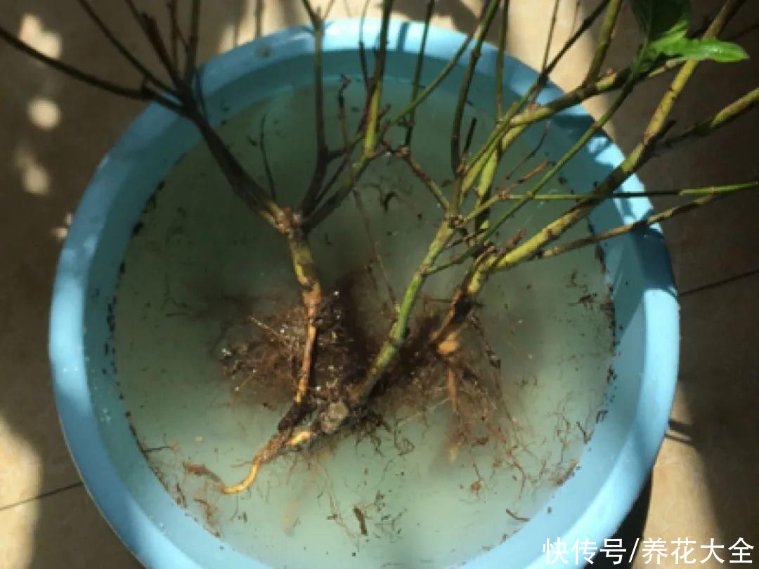 花出现7种情况，必须换盆，否则花活不过春天