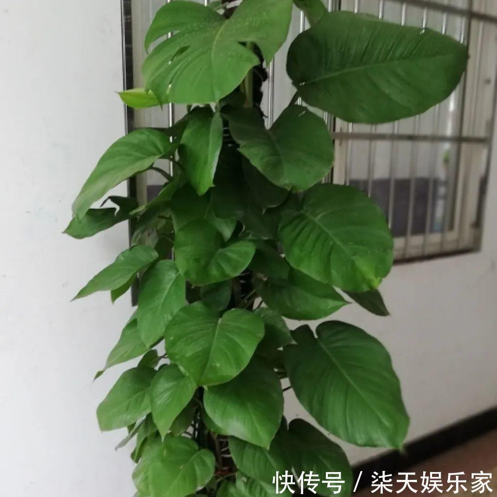 绿萝、吊兰变异了这些品种，你未必都见过！