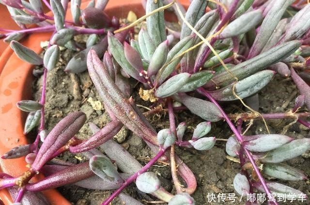 多肉植物上盆后老叶子萎蔫,是2个原因导致的,解决不难!