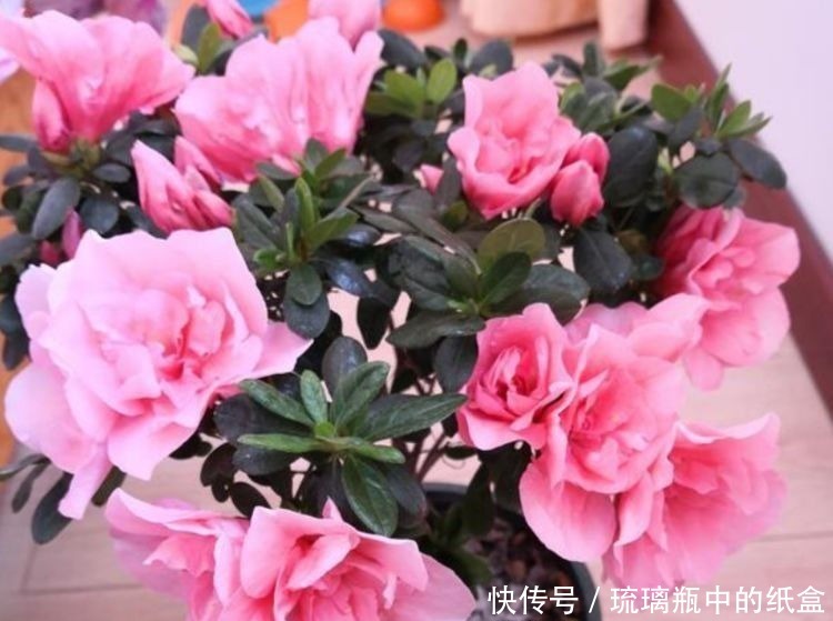 养花|养花就养这几款，空气清新，夜间释放氧气，改善睡眠质量！