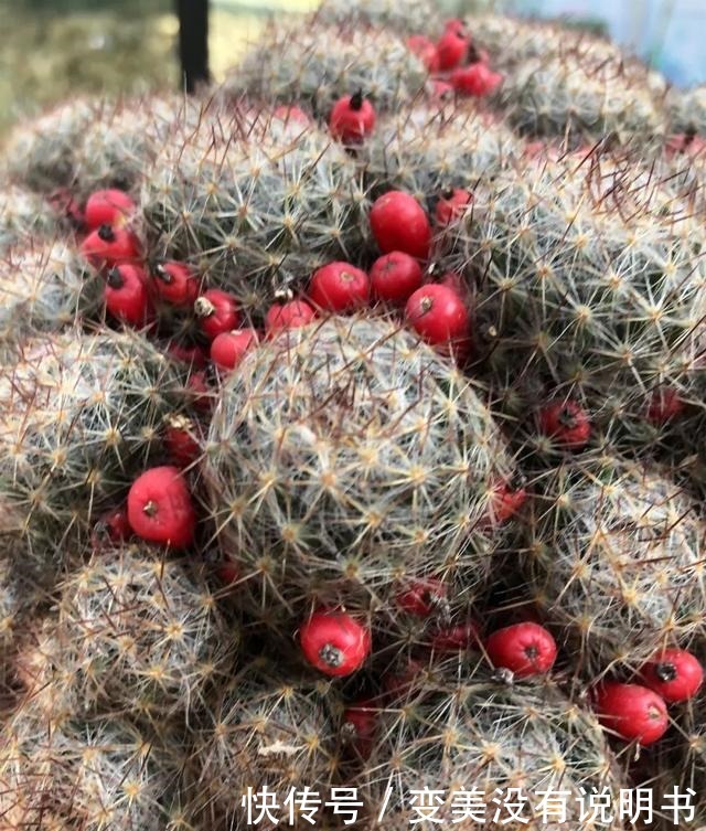 中年|“共同战疫,线上游园”第十期——“宅”在展览温室二中的花儿们!