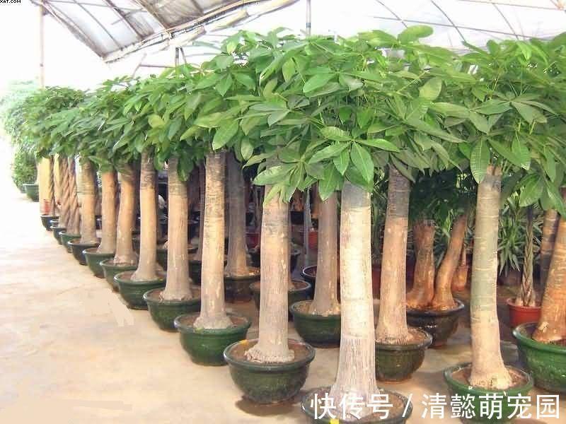 发财树有“三怕两不喜”,难怪怎么都养不活,看了可规避