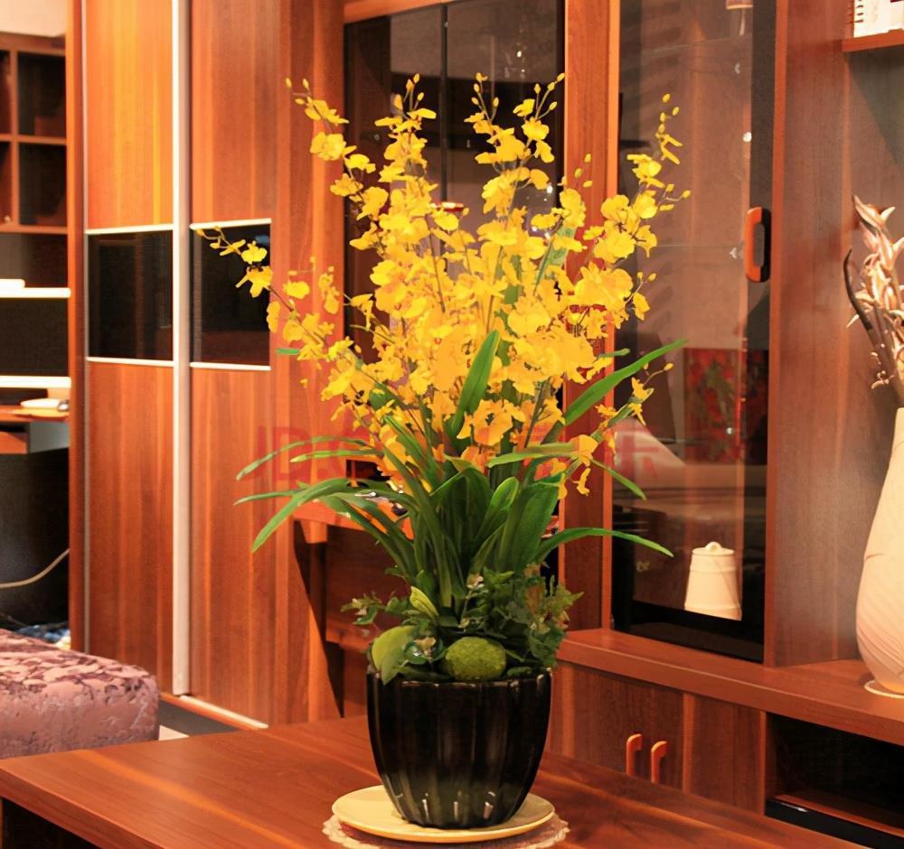 5种“网红”年宵花,个个都“吉祥”,寓意好颜值高,快去摆一盆