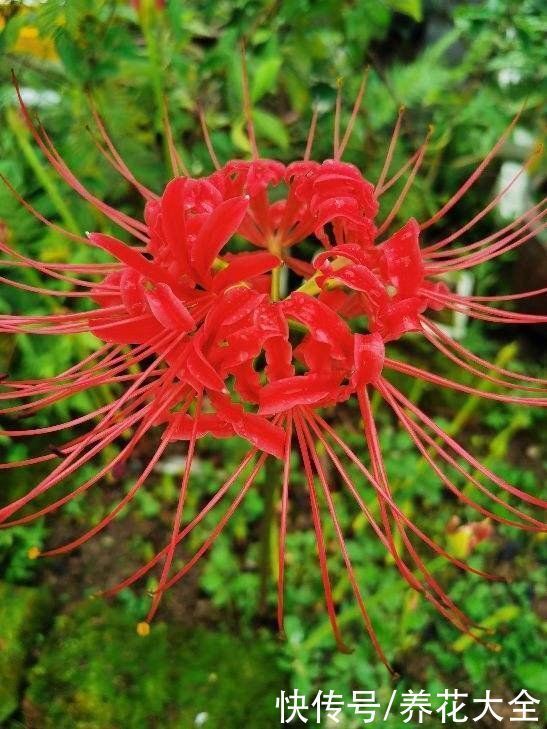 两种花，名字听起来吓人，开花却美翻了，养一次就上瘾