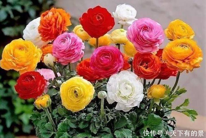 几款花卉便宜又好养,颜值超高的,家里秒变小花园