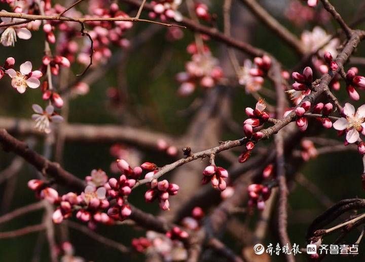 老年|早春暖如初夏，济南桃花盛开美艳动人