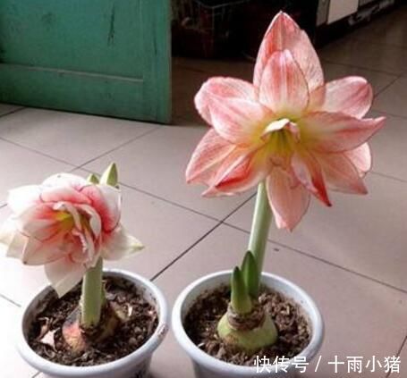 开花|朱顶红开花之后,一个“小动作”,又开一茬花,花大色艳特别美