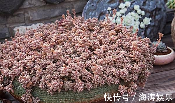 花盆|急性子养这6种“多肉”,长的快,状态美,半年就能长爆盆