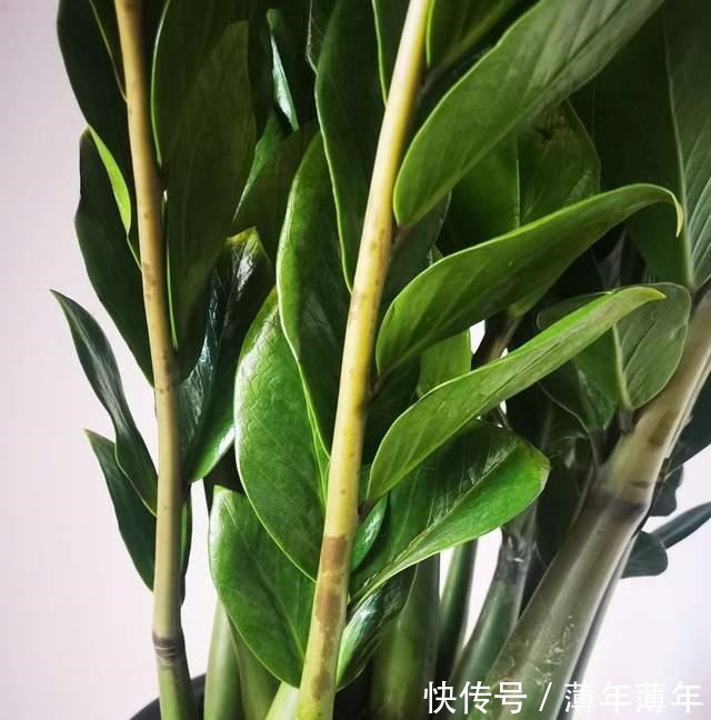 这三种花,好看好养,又旺财旺运,家里放多少盆都不嫌多!
