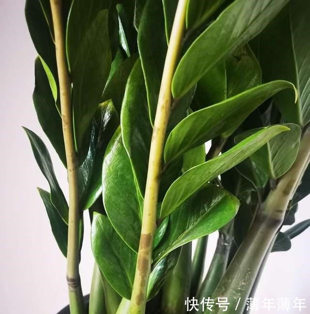 这三种花，好看好养，又旺财旺运，家里放多少盆都不嫌多！