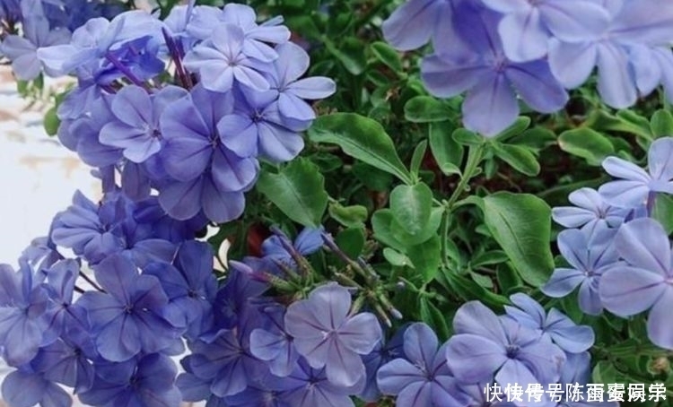 阳台养花就选这4款,花朵超漂亮,开花勤快