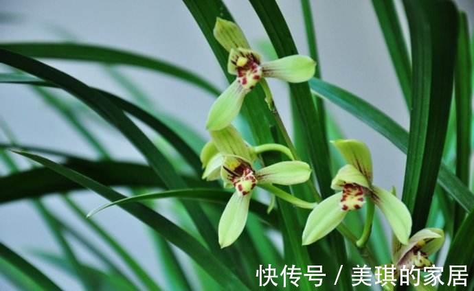 花莛|建兰开花前一个月这样养护，开出来的花又大又香