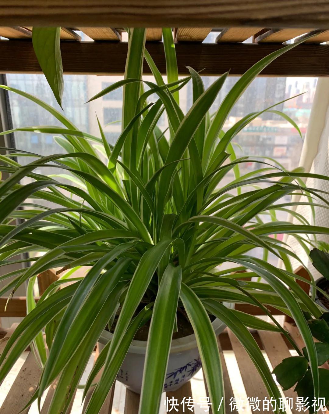 这5种花,越喷水,长得越好,叶子绿的能滴油