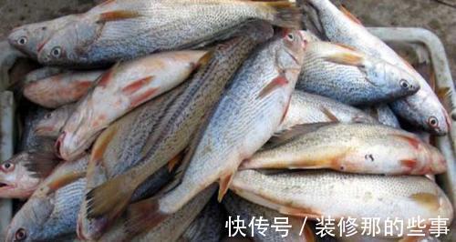 黄花鱼|这4种鱼吃的最放心,都是野生的,人工养殖不了,味道还鲜美