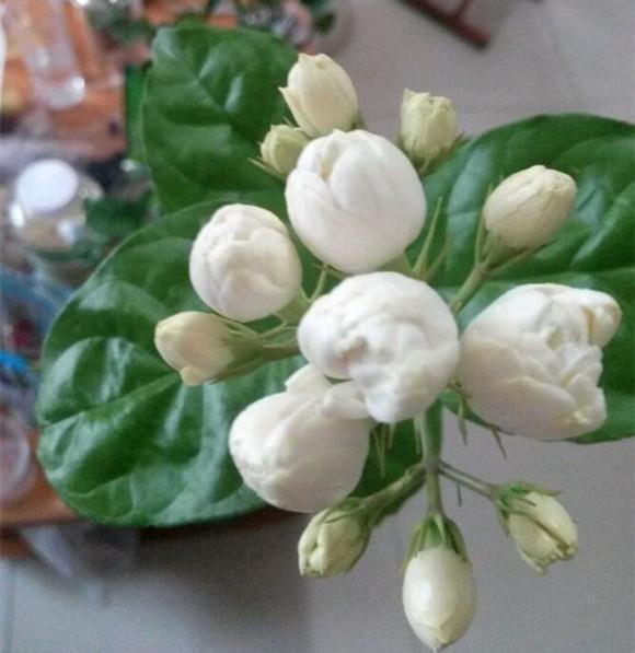 养茉莉其实很简单，只要迎着喜好走，花开满室香！