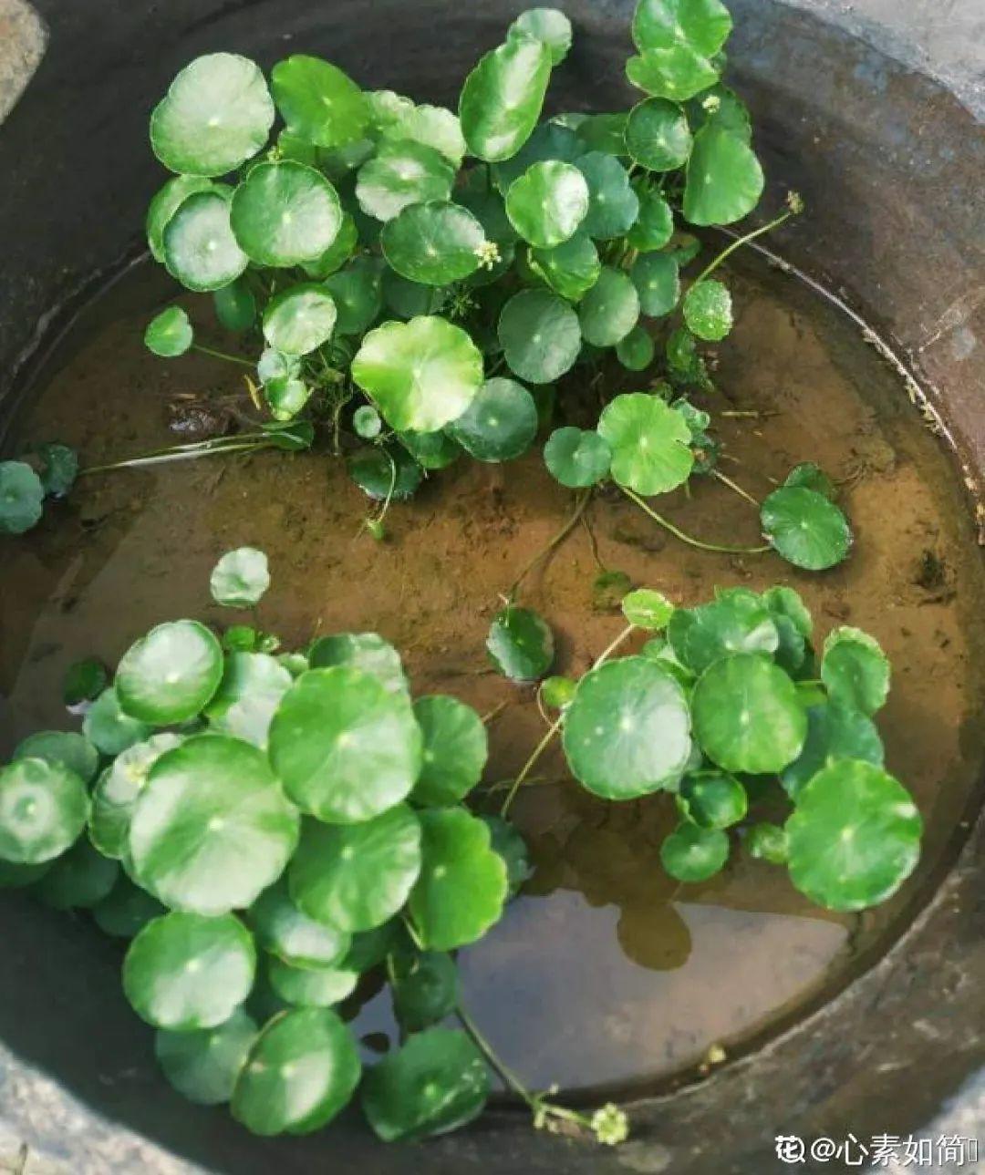 虐着养的花,剪成秃子,半月不浇水,呼呼开花