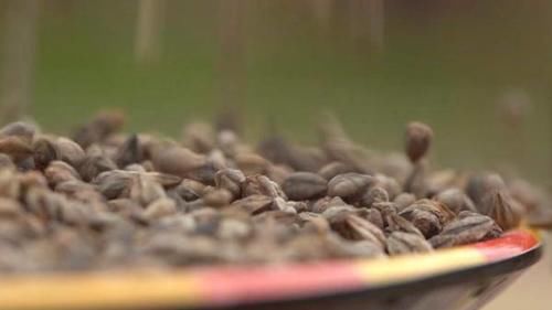 彝族|坨坨肉,松茸鸡汤,苦荞面包,也是彝族人宴请客人必备的美食之一