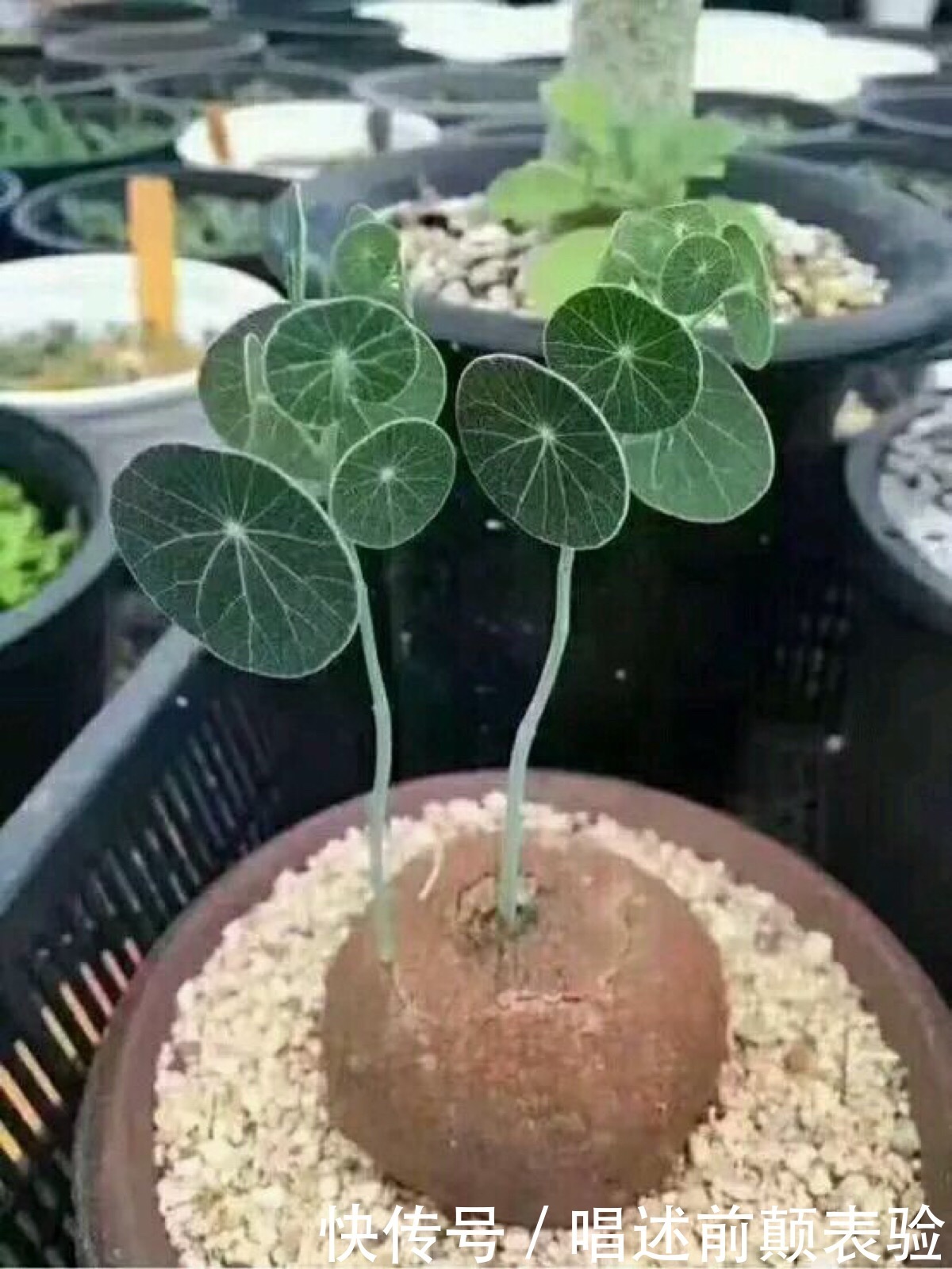 长命百岁的“植物乌龟”,铜钱叶子爬成“电视墙”,霸气金不换