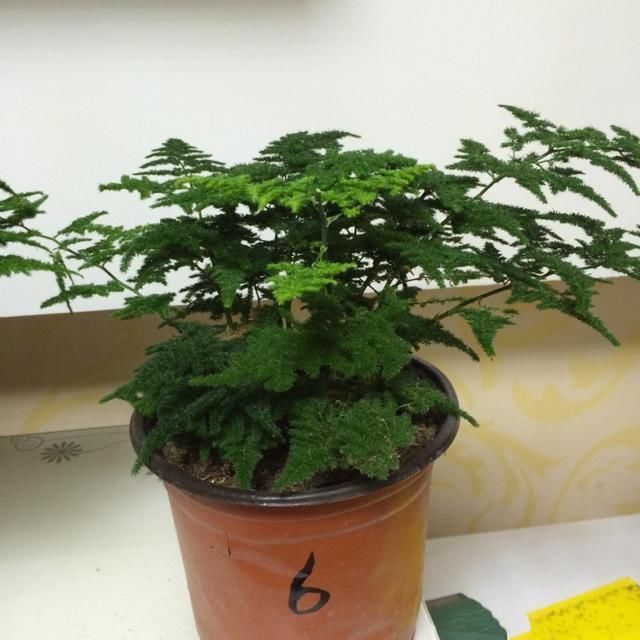 非常受欢迎的盆栽,型如“迎客松”,四季常绿又好养,比文竹好看