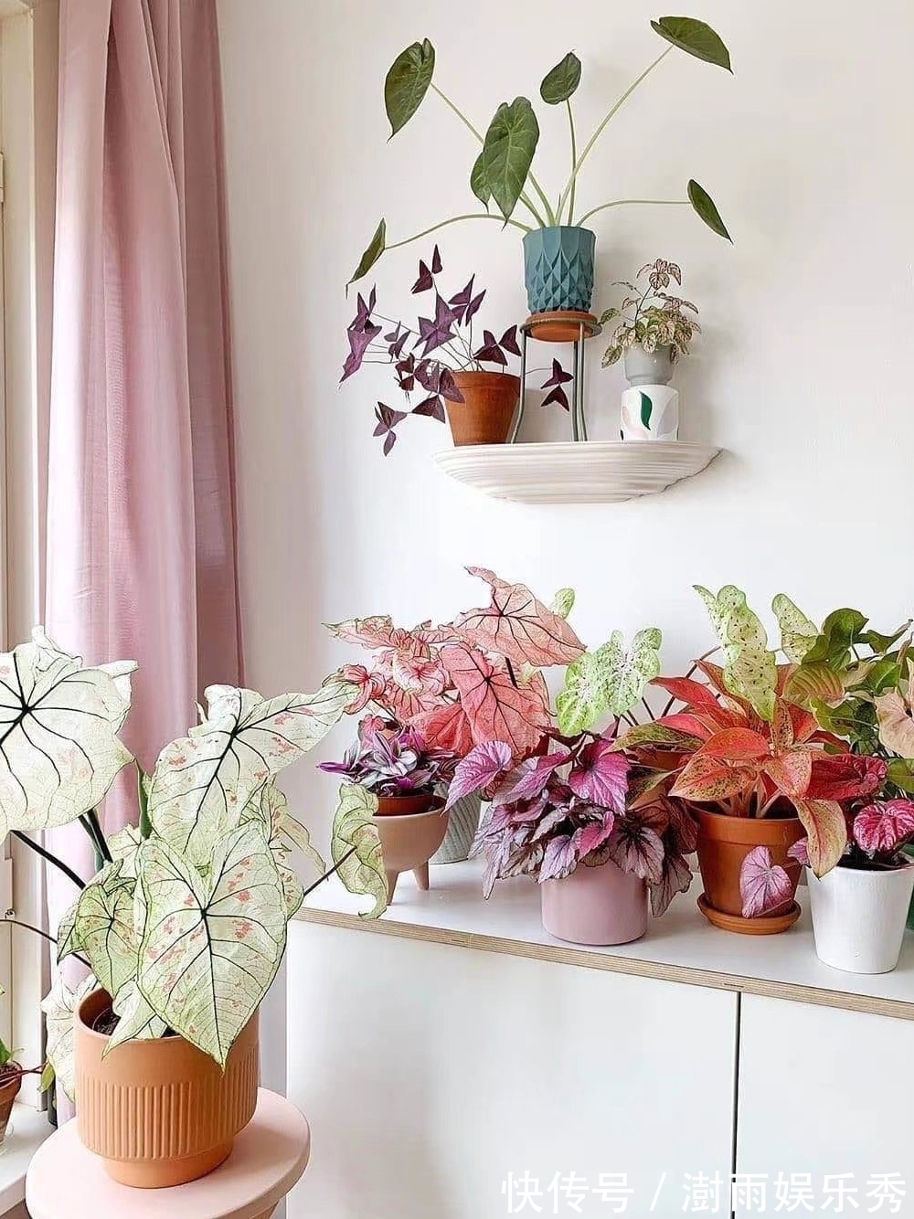 13种“阴冷花”,客厅没光照,长得更旺,越晒越难看