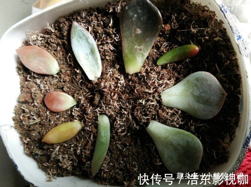 多肉叶插，从摘叶子开始，简单3步，轻松变大户