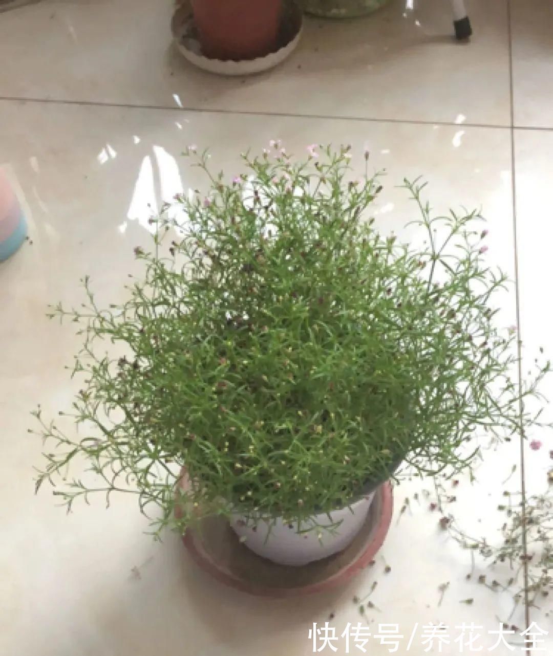 浇水|9种花,夏天休眠了,一定少浇水,否则越浇越死