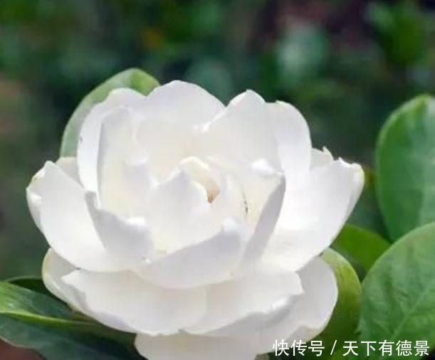 荷苞花|4种花是“开花大户”，一次开放100朵，家里摆1盆，比香水还好闻