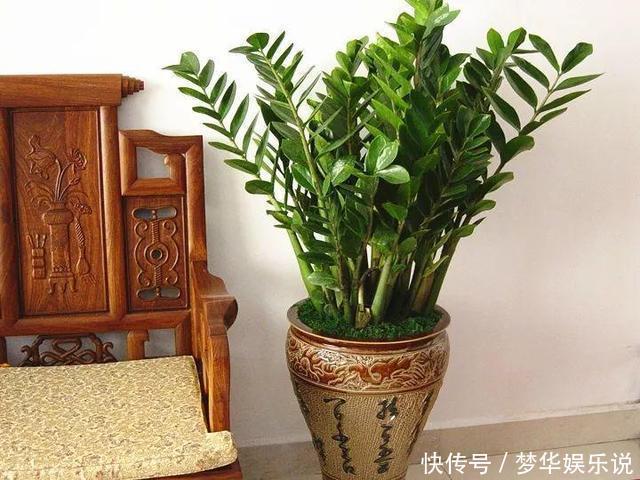 懂花的人都选5种花：“人养花、花养人”，盆盆都是精品