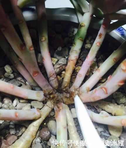 毛细根|多肉植物换盆别忘了做1件事,15天服盆,侧芽长不停