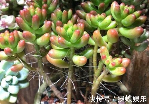 多肉全是“胡须”,这是“求救”信号,多肉爱好者要引起重视!