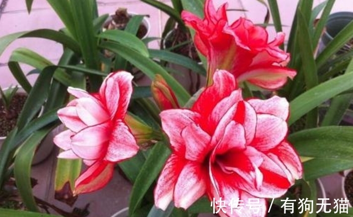 叶片|朱顶红开完花剪掉残花,教你3点“养球”,1步催花,花开会更多