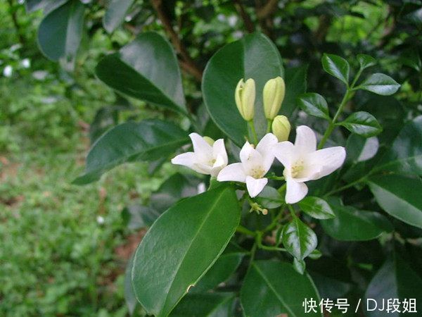 5种花美的出奇,有阳光就爆盆,30天不管,开花依旧爆满盆