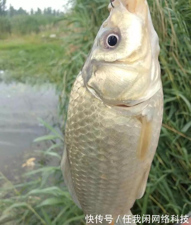高温|“伏天到,鱼难钓”,入伏后,就该这样钓鱼!
