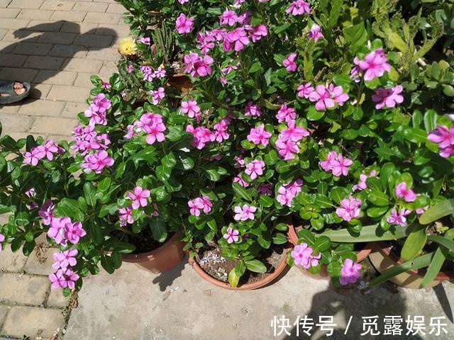 家有小院,养几种“不死花”,年年不用管,花开绚烂,延绵不断