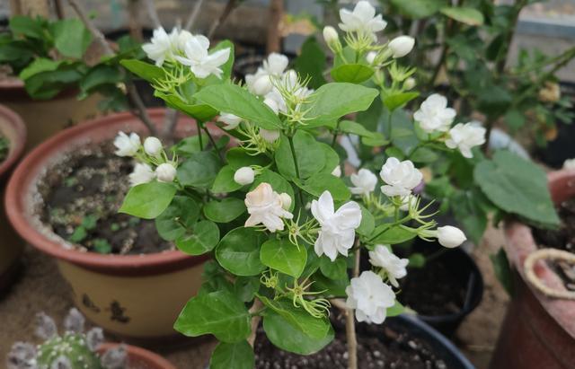 秋季茉莉花不开花,4步“入手”,无论哪个季节,生长开花不间断