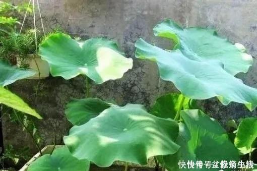 旧物|家中旧物拿来养花,1个花盆也不用买,种了满屋的花,漂亮实用