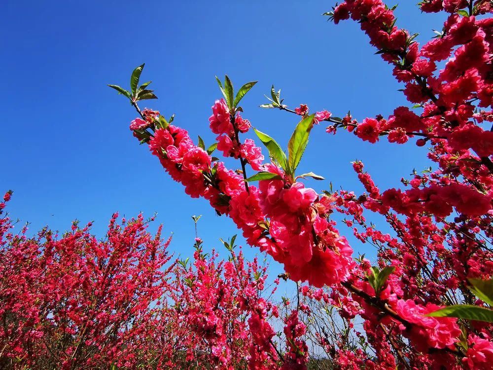 中年|春风吹，桃花开！