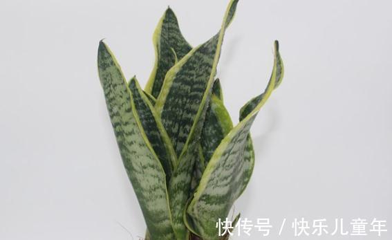 这5种花,过冬一定要少浇水,都有一个共同的特性