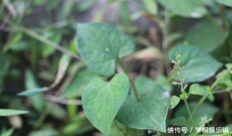 聪明人|聪明人都在吃以下野菜，清热解毒、健脾和胃、增强免疫力