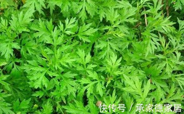 老家|被打绝迹的野菜,在农村老家剩下的一点,看看你还认识吗?