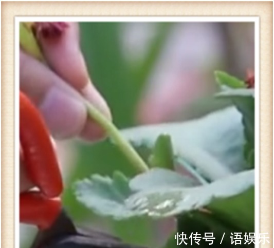 长寿花这样修剪后,再追施2种肥,促花多,花开爆盆