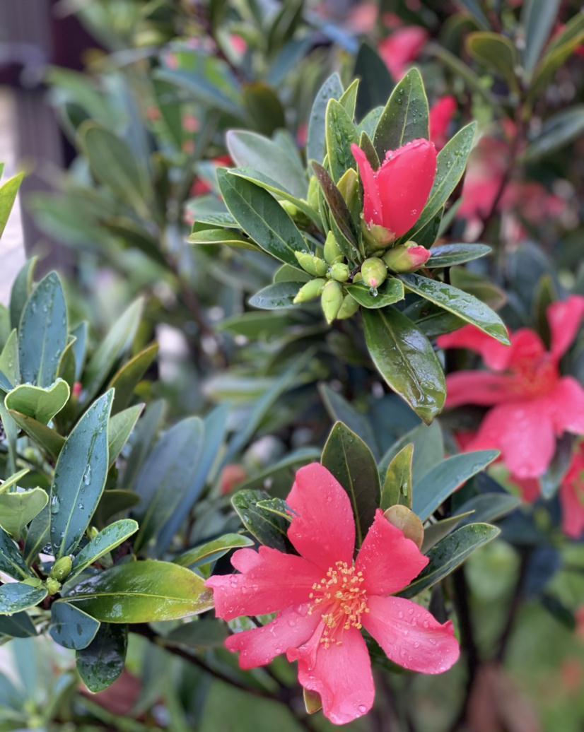 辛苦养的花,都让老公抽烟给“霍霍”了,真是没少吵架