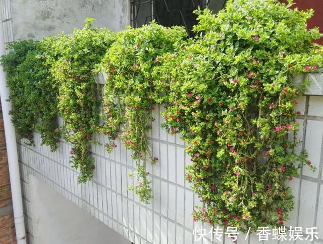 养1种吊兰,掐根枝条“沾土就活”,开花漂亮,还能当菜吃