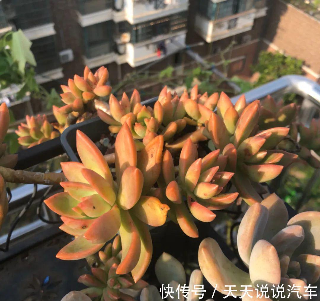 一个多肉小叶片，3个月后养爆盆，咋养的