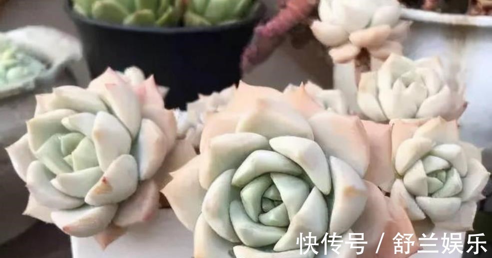 多肉|3种适合新手的多肉植物,学会控水,易群生养成漂亮小老桩